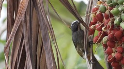 Saltator, Grayish (Belize 2021)