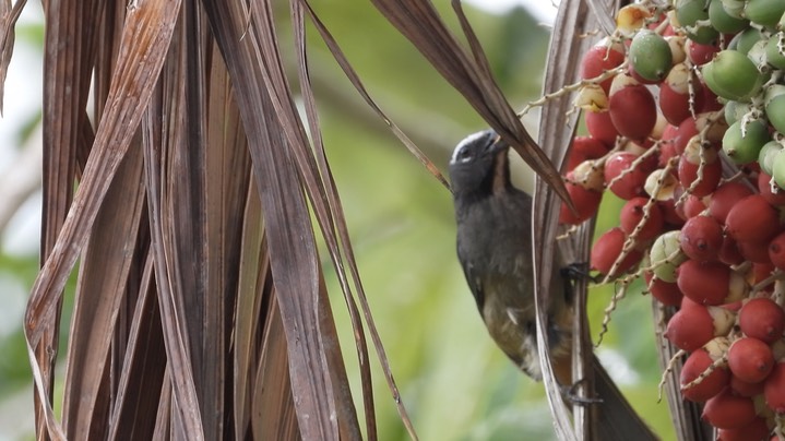 Saltator, Grayish (Belize 2021)