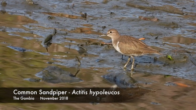 Sandpiper, Common 1