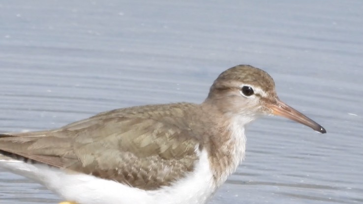 Sandpiper, Spotted - Baja California Sur No. 2 a