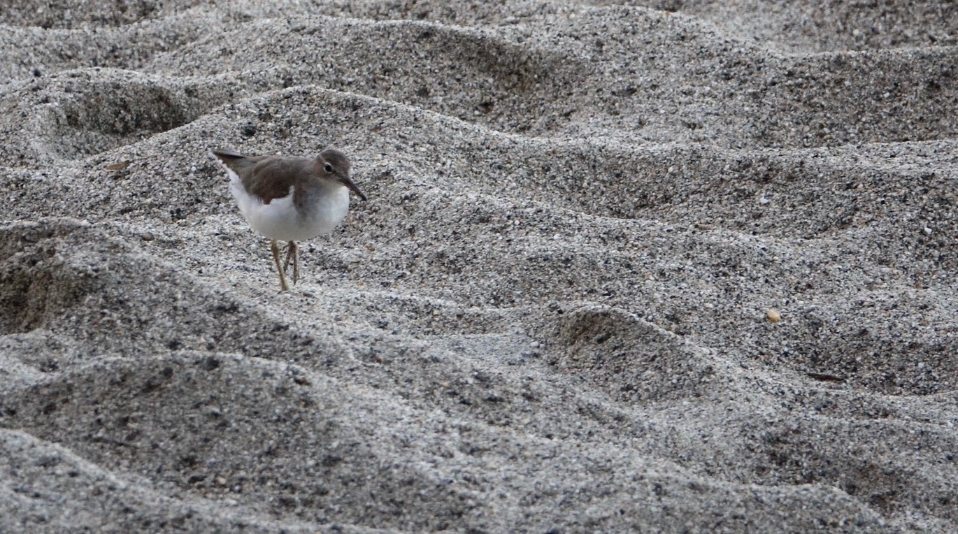 Sandpiper, Spotted 18-1