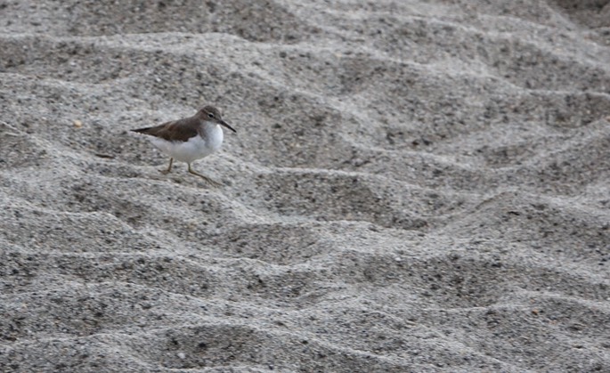 Sandpiper, Spotted 18-2