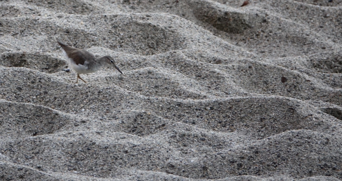 Sandpiper, Spotted 18-3