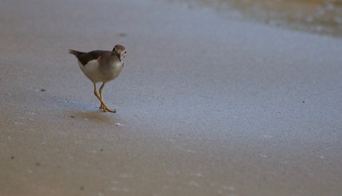 Sandpiper, Spotted1