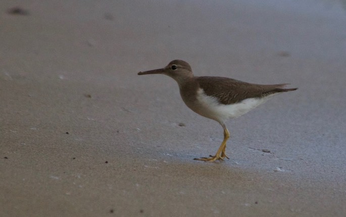 Sandpiper, Spotted2