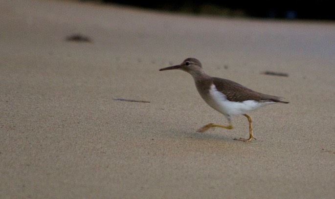 Sandpiper, Spotted3