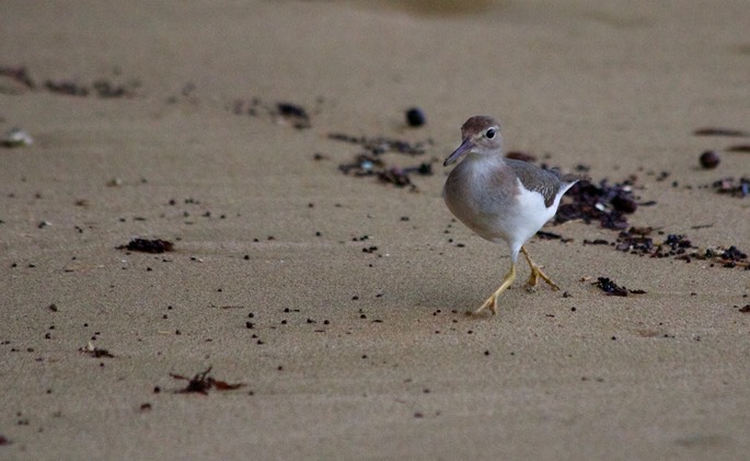 Sandpiper, Spotted4