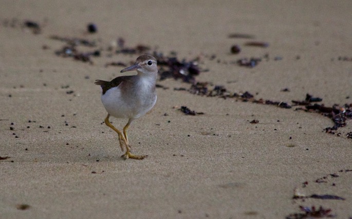 Sandpiper, Spotted5