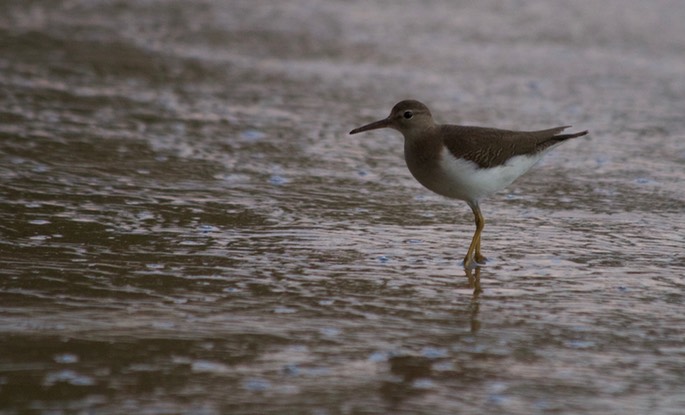 Sandpiper, Spotted6