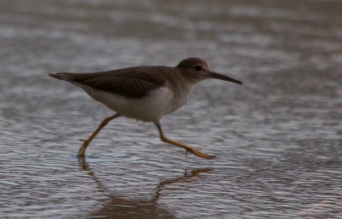 Sandpiper, Spotted7