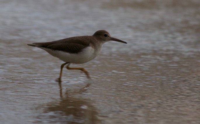 Sandpiper, Spotted8