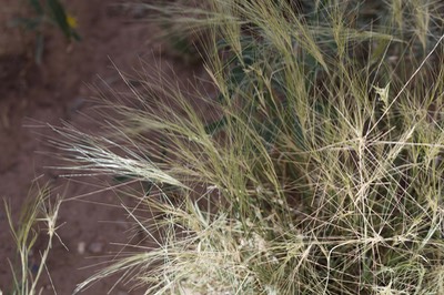 Scleropogon brevifolius, Burrograss