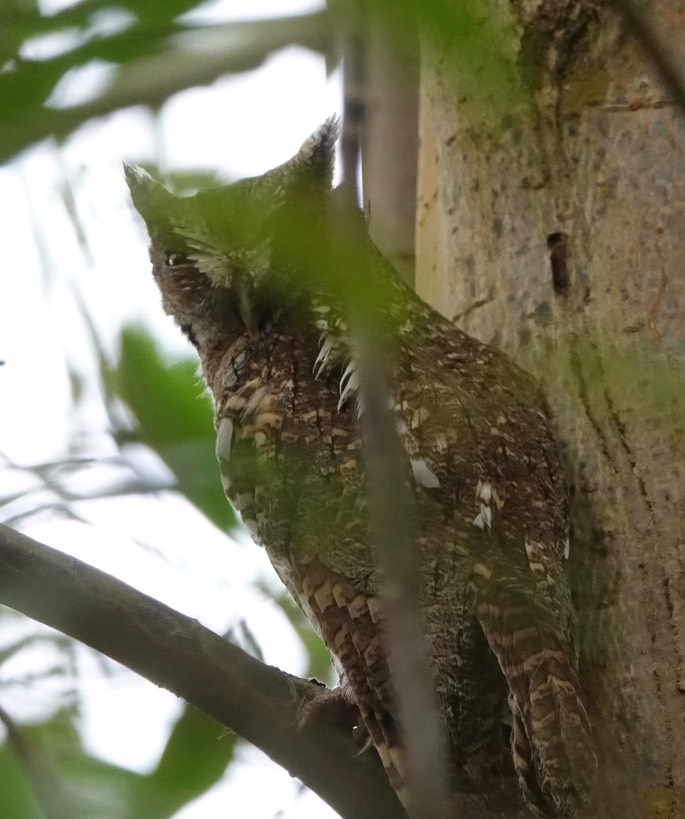 Screech-Owl, Tropical 18-1