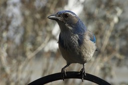 Scrub-Jay, Western Aphelocoma californica1