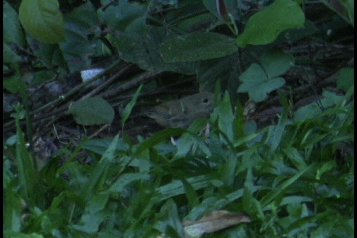 Scrub-Wren, Tropical 1