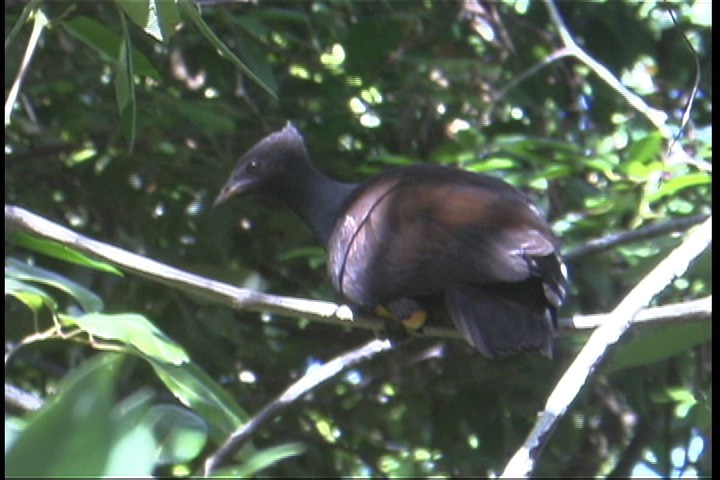 Scrubfowl, Orange-footed 1