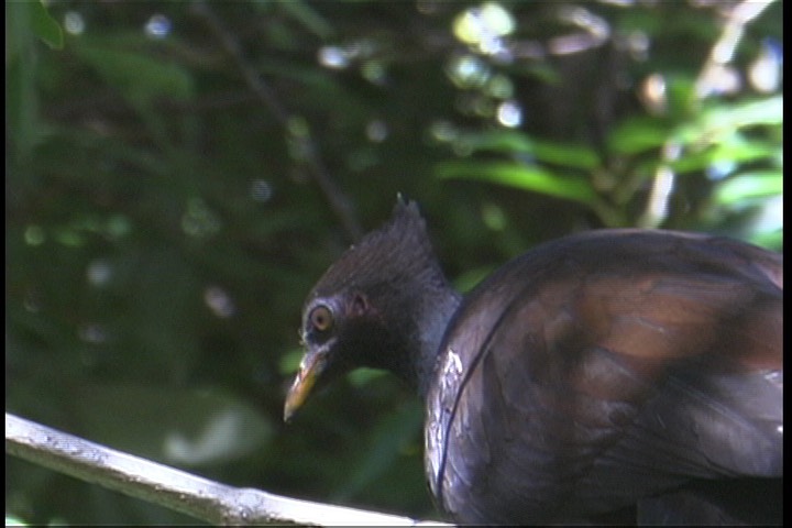 Scrubfowl, Orange-footed 2