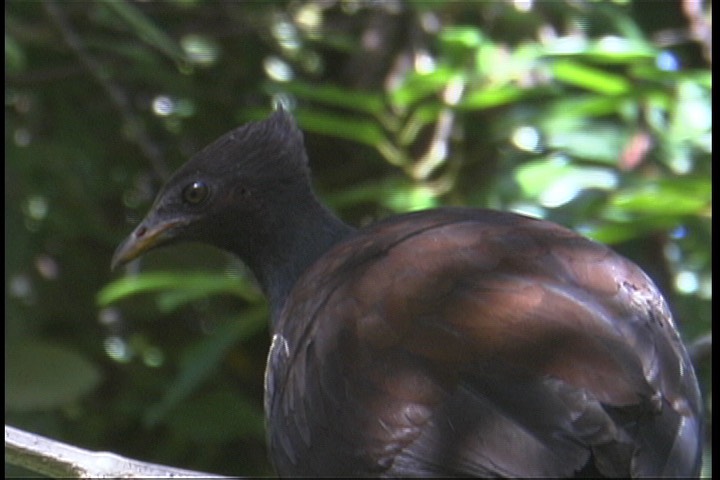 Scrubfowl, Orange-footed 3