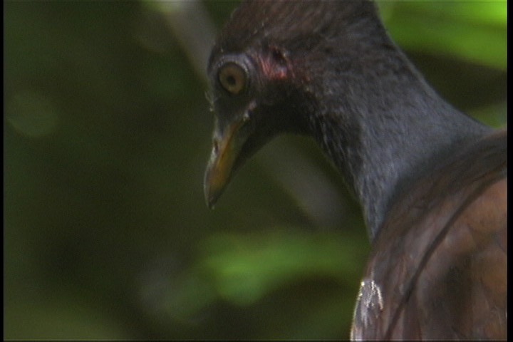 Scrubfowl, Orange-footed 4