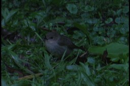 Scrubwren, Atherton 2