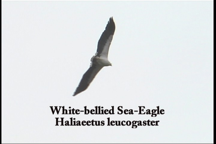 Sea-Eagle, White-bellied 1