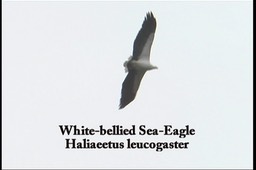 Sea-Eagle, White-bellied 2