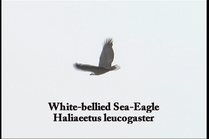 Sea-Eagle, White-bellied 3