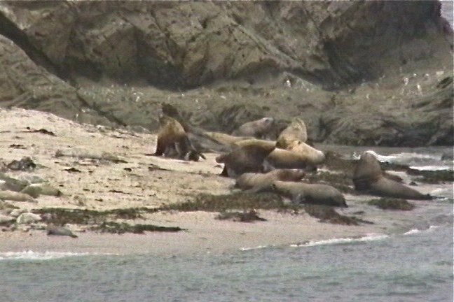 Sea Lion, Northern 2