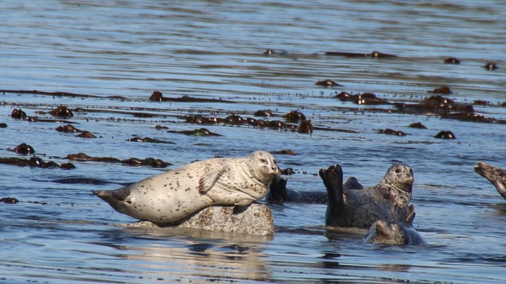 Seal, Harbor (Oregon) 1