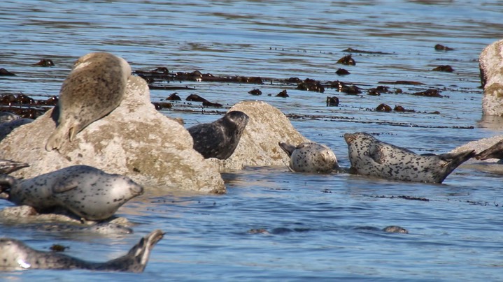 Seal, Harbor (Oregon) 2