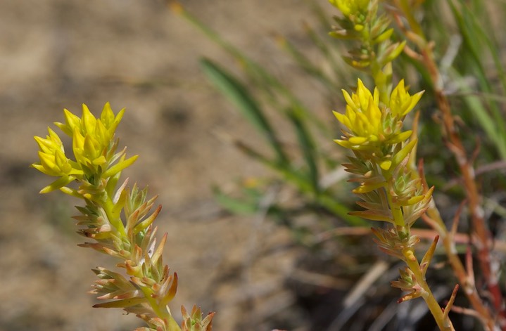 Sedum stenopetalum, Worm-leaf Stonecrop, Grassy Knoll, Columbia Gorge, Washington