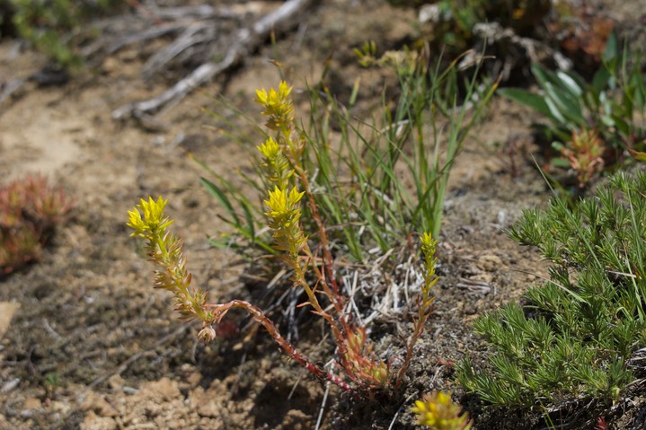 Sedum stenopetalum2