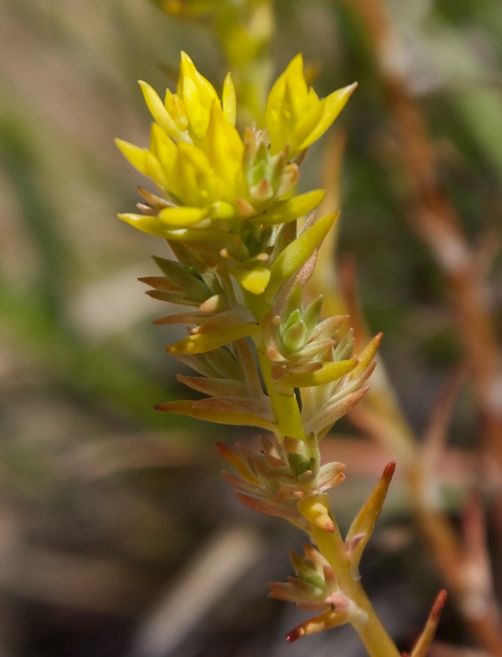 Sedum stenopetalum3