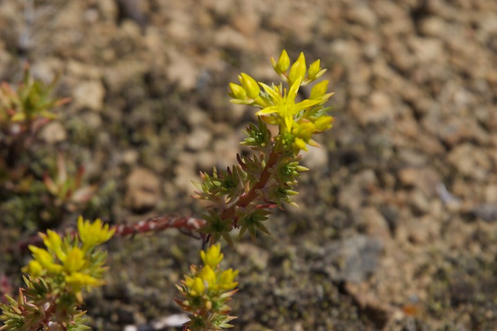 Sedum stenopetalum4