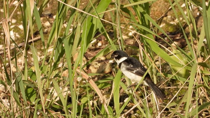 Seedeater, White-collared (Belize 2021) c