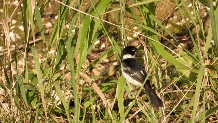 Seedeater, White-collared (Belize 2021) a