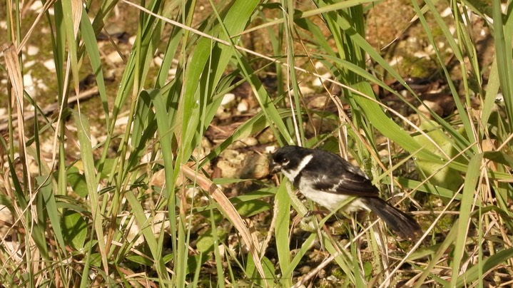 Seedeater, White-collared (Belize 2021) b