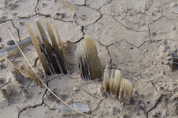 Selinite Crystals cf