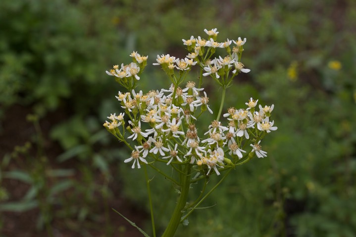 Senecio integerrimus var. ochroleucus, White Western Groundsel2