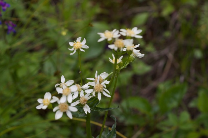 Senecio integerrimus var. ochroleucus, White Western Groundsel3