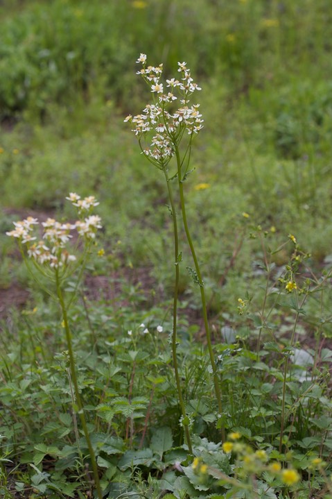 Senecio integerrimus var. ochroleucus, White Western Groundsel