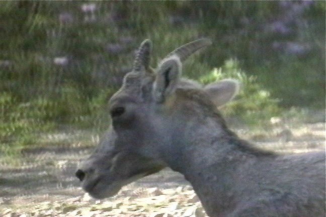 Sheep, Bighorn 4