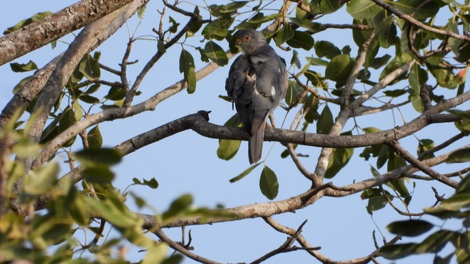 Shikra - Senegal 1