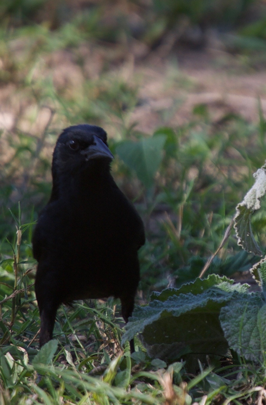 Shiny Cowbird, Molothrus bonariensis