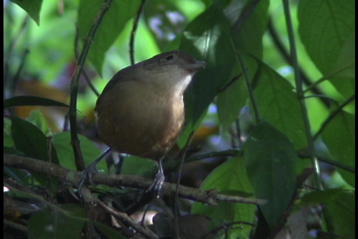 Shrike-Thrush, Bower's 10