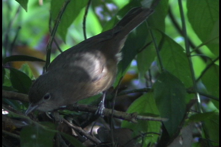 Shrike-Thrush, Bower's 11