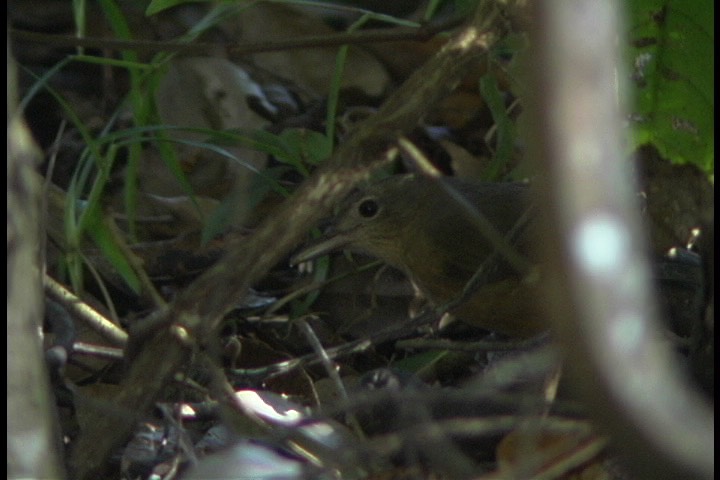 Shrike-Thrush, Bower's 12