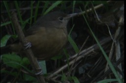 Shrike-Thrush, Bower's 2