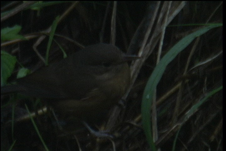 Shrike-Thrush, Bower's 3