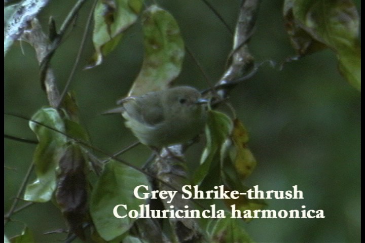 Shrike-Thrush, Grey 1